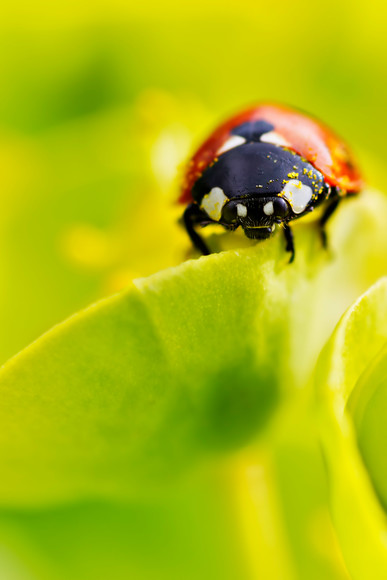 ladybird-(4) 
 A close up of a 7 spot ladybird on a Euphorbia myrsinites spurge flower covered in pollen. 
 Keywords: ladybird, ladybug, seven spot, Coccinella 7-punctata, animal, antenna, beetle, closeup, coccinella, coleoptera, detail, ecology, elytra, entomology, face, flower, front, looking, insect, macro, nature, petal, flower, flora, garden plant, single flower, Euphorbia myrsinites, spruge, pollen, spring, predominant, color chartreuse, red, colour image, coloured background, extreme close up, nature, one animal, vibrant, colourful, colorful, outdoors, Scotland