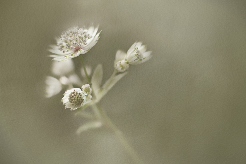 unsharpened-astrantia 
 Soft slender white bracts veined in green intimately embrace the numerous blossoms that blush in soft pink.

~ Hattie's pincushion
Astrantia major 
 Keywords: astrantia, leavesnbloom, white, pastels