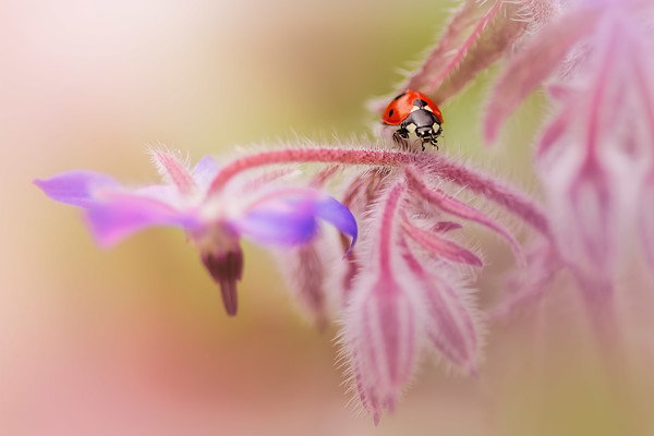 ladybird-(22) 
 A 7 spot ladybird walking over the hairy stems of a borage flower. 
 Keywords: ladybird, ladybug, seven spot, Coccinella 7-punctata, animal, antenna, beetle, closeup, coccinella, coleoptera, detail, ecology, elytra, entomology, face, flower, front, looking, insect, macro, nature, petal, flower, flora, garden plant, single flower, spring, pansy, predominant orange color, red, colour image, coloured background, extreme close up, nature, one animal, tangy, zesty, vibrant, colourful, colorful, outdoors, Scotland, bright, refreshing, soft, dreamy, romantic, borage officinalis, herb, hairy, stems