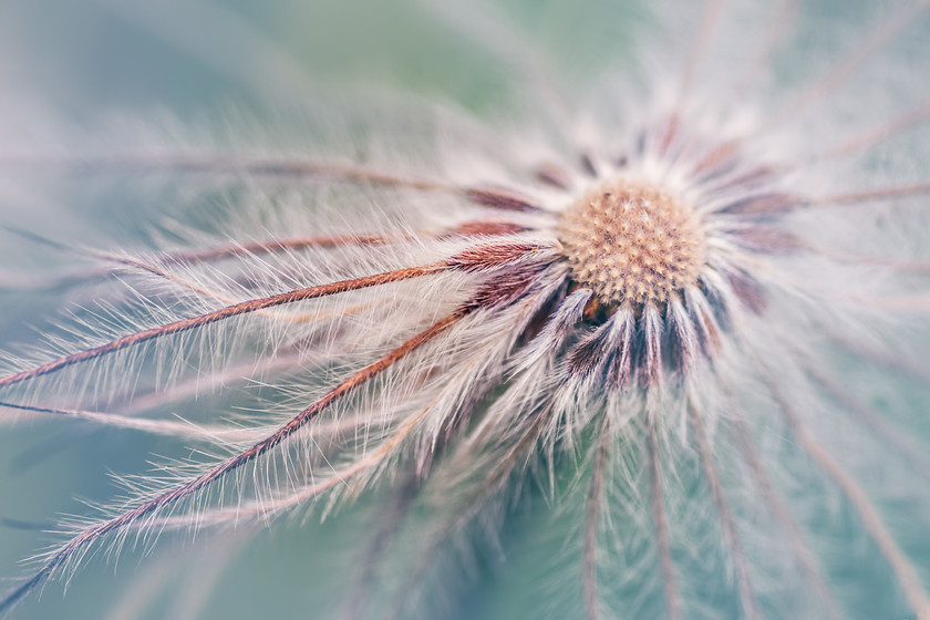 pulsatilla-alba-seedhead 
 pulsatilla seedhead