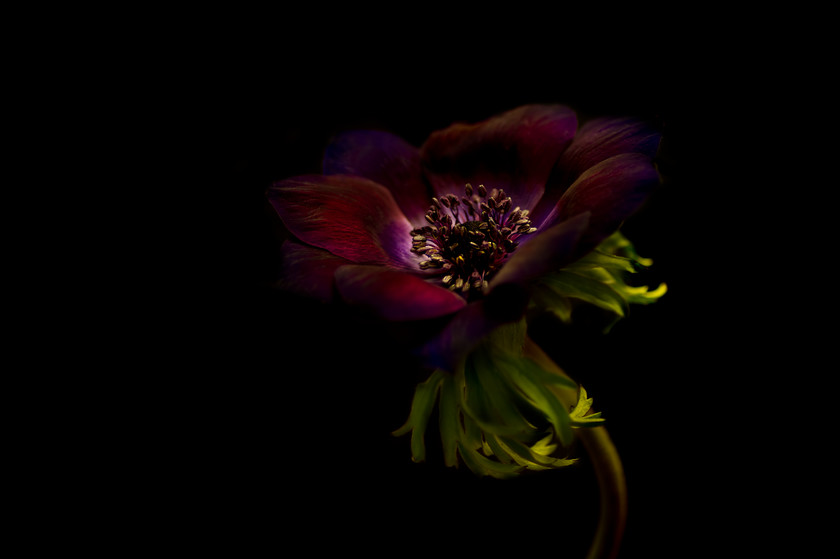 unsharpened-anemone-coronaria-bordeaux 
 Anemone bordeaux