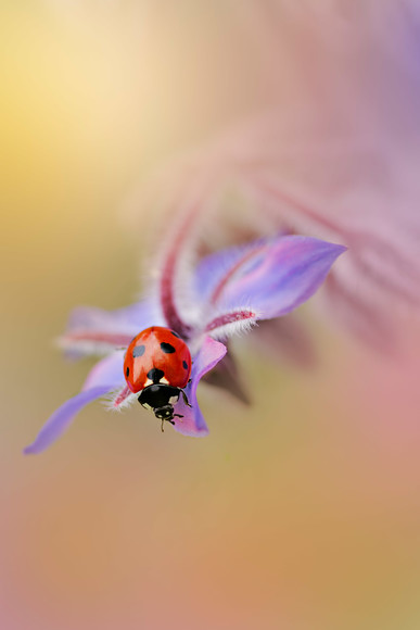 ladybird-(32) 
 A 7 spot ladybird on a borage flower petal 
 Keywords: ladybird, ladybug, seven spot, Coccinella 7-punctata, animal, antenna, beetle, closeup, coccinella, coleoptera, detail, ecology, elytra, entomology, face, flower, front, looking, insect, macro, nature, petal, flower, flora, garden plant, single flower, red, colour image, coloured background, extreme close up, nature, one animal, vibrant, colourful, colorful, outdoors, Scotland, bright, refreshing, soft, dreamy, romantic, borage officinalis, herb, hairy, stems