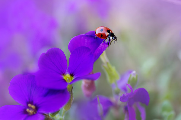 ladybird-(1) 
 ladybird on aubretia 
 Keywords: ladybird, 7 spot, aubretia, spring, purple