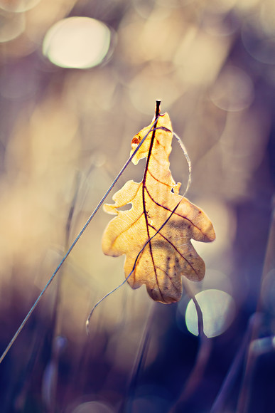 golden-leaf-shadows