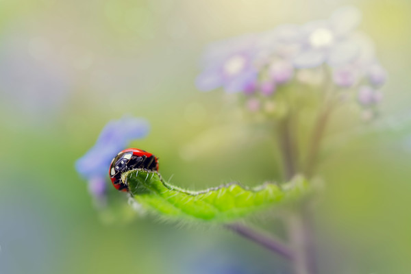 ladybird-(19) 
 a 7 spot ladybird on a brunnera leaf 
 Keywords: ladybird, ladybug, seven spot, Coccinella 7-punctata, animal, antenna, beetle, closeup, coccinella, coleoptera, detail, ecology, elytra, entomology, face, flower, front, looking, insect, macro, nature, petal, flower, flora, garden plant, single leaf, spring, brunnera macrophylla Jack frost, predominant green color, red, colour image, coloured background, extreme close up, nature, one animal, colourful, colorful, outdoors, Scotland