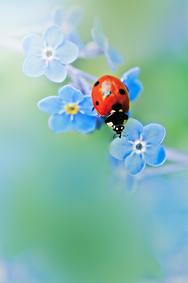 soft-dreamy-blue-ladybird 
 A close up of a 7 spot ladybird looking down over the Myosotis sylvatica forget me not flowers to the ground below 
 Keywords: ladybird, ladybug, seven spot, Coccinella 7-punctata, animal, antenna, beetle, closeup, coccinella, coleoptera, detail, ecology, elytra, entomology, face, flower, front, looking, insect, macro, nature, petal, flower, flora, garden plant, spring, forget me not, Myosotis sylvatica, predominant green color, red, colour image, coloured background, extreme close up, nature, one animal, bright, vibrant, colourful, colorful, outdoors, Scotland