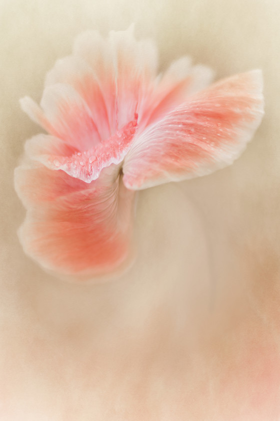 salmon-shirley-poppy 
 a shirley poppy 
 Keywords: shirley poppy, papaver, coral, texture, fine art, single, flower, botanical