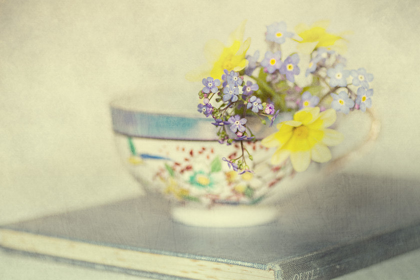 Brunnera-in-china-cup-texture 
 Brunnera macrophylla with blue forget me not flowers along with some yellow bidens in a japanese antique fine china cup with an added fine art texture 
 Keywords: still life, vintage, cup, antique, Brunnera macrophylla, forget me not, flowers, bidens, texture