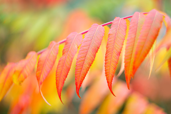 rhus MG 5910 
 Keywords: Countries, Other Keywords, Photography Jargon, Scotland, Seasons, autumn, colour, foliage, garden photography, helios, leaves, m42, rhus, vintage lens