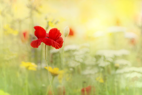 wildflower-poppy 
 a single red corn poppy in a wildflower meadow 
 Keywords: wildflower, poppy, papaver, rhoas, field poppy, corn poppy, red, flower, nature, single, meadow