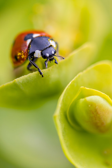 ladybird-(7) 
 A ladybird on spurge 
 Keywords: ladybird,7-spot ladybird,ladybug,euporbia,spring,flower,botanical,nature,beetle,Coccinella septempunctata