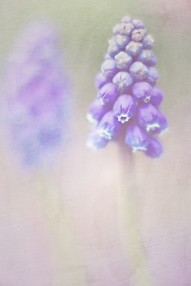 Muscari Grape Hyacinths 
 muscari blooms in springtime 
 Keywords: muscari, soft, dreamy,pastel,romantic,vintage,grape hyacinth, textured, nature, floral, botanical, garden, bulb