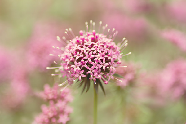 Phuopsis-stylosa-copy 
 Phuopsis stylosa 
 Keywords: Phuopsis stylosa, Caucasian Crosswort, low growing, plant, outdoor, garden, dry soil, pink, pastel, dreamy, soft, shallow depth of field