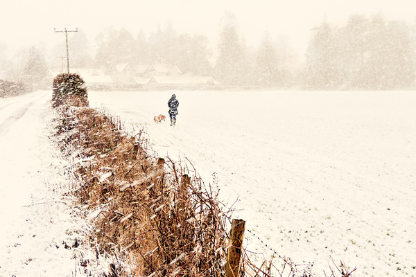 snowy-dog-walk 
 snowy dog walk in January 
 Keywords: snow, dog, walker, field, rural, snow, winter, season, scotland