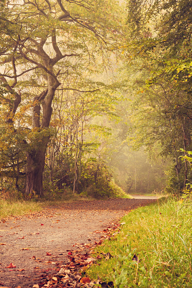 foggy-perthshire-3 
 foggy september morning 
 Keywords: fog, foliage, fall, autumn, september, rural