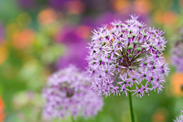 O5A2926 
 Keywords: Purple sensation, allium, flowers, garden photography