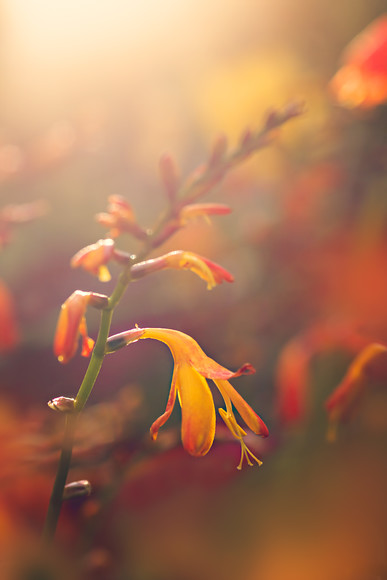 crocosmia-2 
 Crocosmia