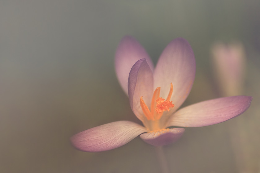 porange 
 With outstretched arms in dreamy soft muted tints you are drawn into the delicate glow of warmth that radiates from each blossom.

~ Crocus