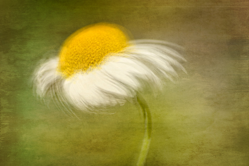 Anthemis-tinctoria-sauce-hollandaise-3-copy 
 Anthemis tinctoria 'Sauce Hollandaise' commonly known as Dyer's chamomile impressionist double exposure montage with a fine art texture. 
 Keywords: Anthemis tinctoria 'Sauce Hollandaise', abstract, single, summer, contemporary, montage, blur, motion, still in motion, impressionism, impressionist, photography, rosie nixon, nature, flower, floral, botanical, portrait orientation, daisy, macro, texture, fine art, petals, fresh, carefree