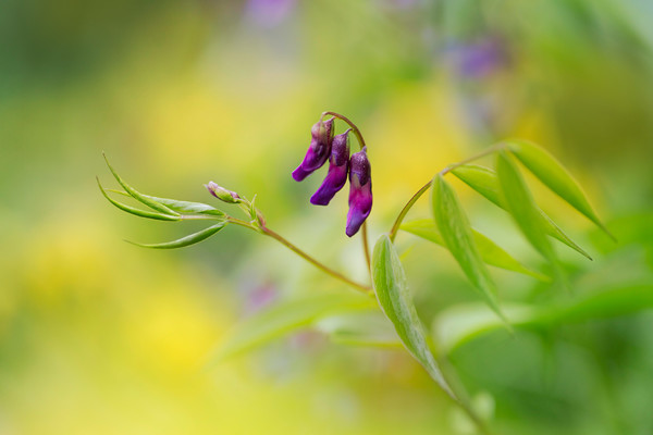 spring-pea-dance