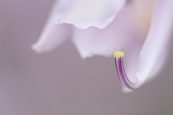 Pollen bouquet by Rosie Nixon 
 Hosta flower 
 Keywords: hosta, flowers, blooms, lavender, purple, yellow, pollen, nature, macrophotography, rosie nixon, leavesnbloom soft photography dreamy romantic