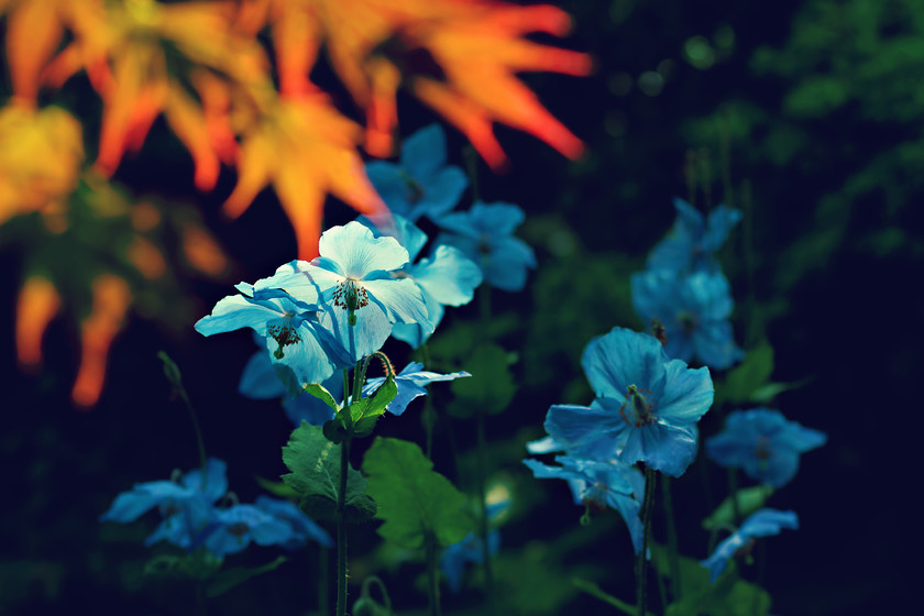 meconopsis-blue-poppy 
 Meconopsis