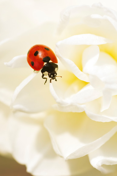 ladybird-on-white-daffodil-petals 
 A ladybird on the petals of a white double daffodil in Spring. 
 Keywords: ladybird, ladybug, seven spot, Coccinella 7-punctata, animal, antenna, beetle, closeup, coccinella, coleoptera, detail, ecology, elytra, entomology, face, flower, front, looking, insect, macro, nature, petal, flower, flora, garden plant, single flower, spring, daffodil, predominant off white, red, colour image, coloured background, extreme close up, nature, one animal, fresh, frills, colourful, colorful, outdoors, Scotland, Spring