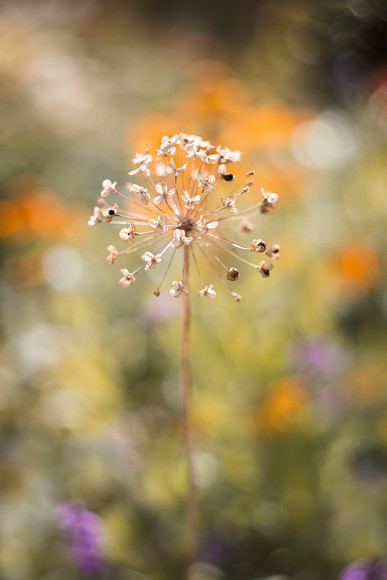 alium-purple-sensation-seedhead 
 A allium Purple Sensation seedhead 
 Keywords: Bokeh, Countries, Other Keywords, Photography Jargon, Purple sensation, Scotland, Seasons, Summer, allium, flowers, garden photography, helios, m42, outdoors, seedheads, vintage lens