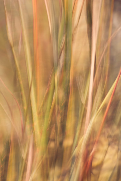 grass-5 
 Keywords: garden photography