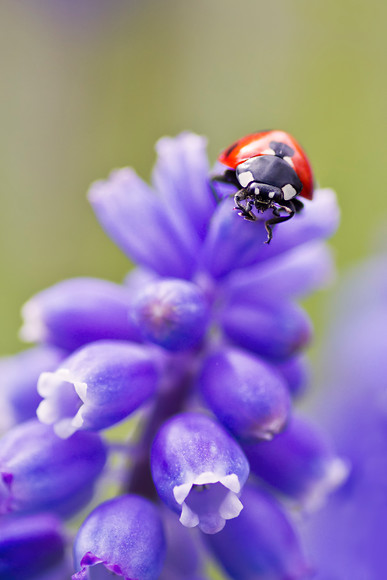 ladybird on blue muscari flower 
 A 7 spot ladybird on the very top of a blue muscari grape hyacinth spring flower. 
 Keywords: ladybird, ladybug, seven spot, Coccinella 7-punctata, animal, antenna, beetle, closeup, coccinella, coleoptera, detail, ecology, elytra, entomology, face, flower, front, looking, insect, macro, nature, petal, flower, flora, garden plant, single flower, spring, muscari, grape hyacinth predominant blue color, red, colour image, coloured background, extreme close up, nature, one animal colourful, colorful, outdoors, Scotland