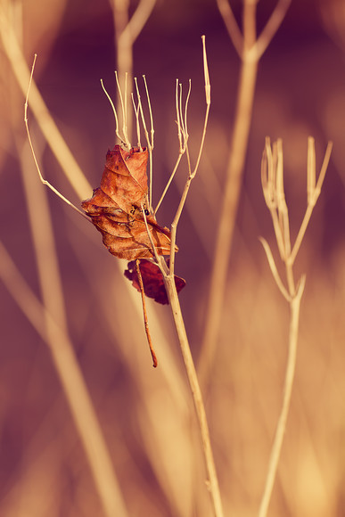 leaf held in suspension 
 a single leaf on the stem of a wildflower in winter 
 Keywords: leaf, single,winter,wild flower,decay