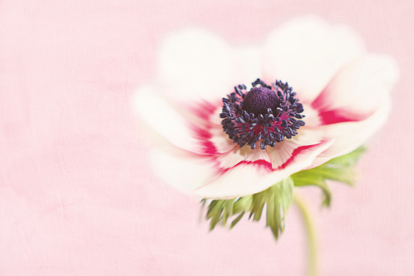 anemone coronaria de caen group white 
 Anemone coronaria '(De Caen Group) 'Hollandia'' with added texture 
 Keywords: Anemone coronaria '(De Caen Group) 'Hollandia'',anemone de caen, fine art, flower, texture, Rosie Nixon, Perthshire, leavesnbloom, soft, dreamy, romantic, romance, pastel, floral, poppy anemone, anemone coronaria 'de caen group', bulb, spring, bloom,texture,painterly,still life