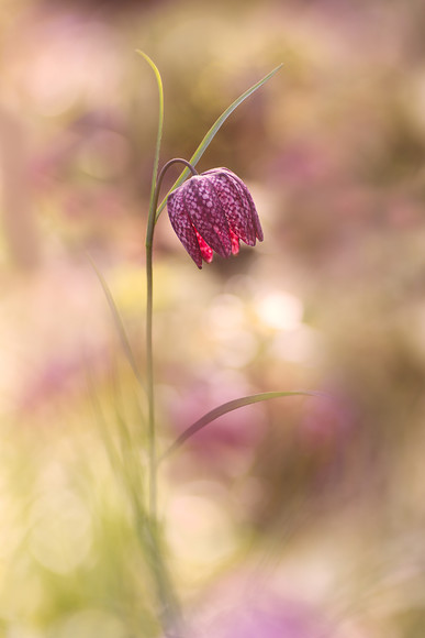 O5A0267 
 Keywords: Fritillaria meleagris, flowers, snake's head fritillary