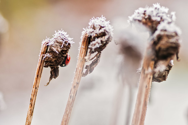 ladybird-minus-6point6c 
 a 7 spot ladybird sheltering in January on the seed head of a shasta daisy flower while it's -6.6 c 
 Keywords: 7 spot ladybird, Coccinella septempunctata, January, freezing, frost, nature, seed head, shasta daisy, winter