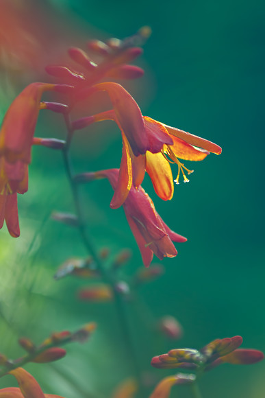 crocosmia-1 
 Crocosmia