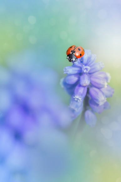 ladybird-(14) 
 A 7 spot ladybird on a Muscari armeniacum / Armenian grape hyacinth

© Rosie Nixon
leavesnbloom fine art & photography http://photography.leavesnbloom.com

like my page on facebook - https://www.facebook.com/leavesnbloomphotos
A contemplative ladybird close up on an Allium 'Purple Sensation' umbel in spring 
 Keywords: Muscari armeniacum, Armenian grape hyacinth, ladybird, ladybug, seven spot, Coccinella 7-punctata, animal, antenna, beetle, closeup, coccinella, coleoptera, detail, ecology, elytra, entomology, face, flower, front, looking, insect, macro, nature, petal, flower, flora, garden plant, spring, predominant, color yellow, colour image, coloured background, extreme close up, nature, one animal, vibrant, colourful, colorful, outdoors, Scotland, soft, dreamy, romantic