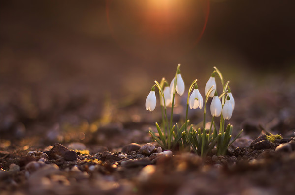 snowdrop-3 
 snowdrops