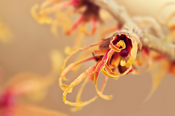 witchhazel-winter-flower 
 Hamamelis × intermedia 'Jelena' in flower in December in my Perthshire garden. 
 Keywords: Hamamelis × intermedia, Jelena, witch hazel, winter interest, winter flowering, flower, flowering, bloom, blooming, December, garden plants, garden, macro, Rosie Nixon, Perthshire, scotland, leavesnbloom