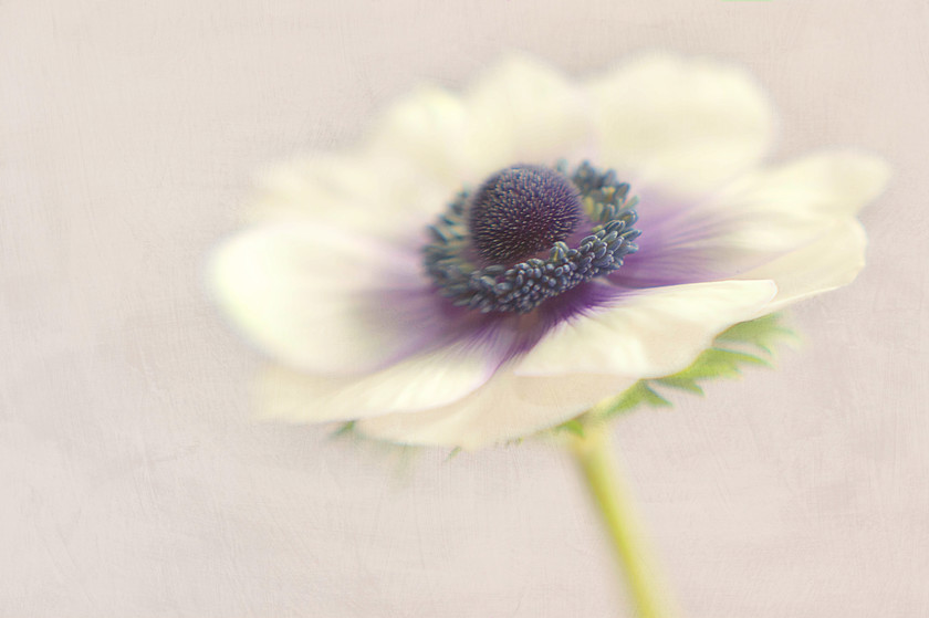 anemone de caen 
 Anemone coronaria '(De Caen Group) 'Hollandia'' with added texture 
 Keywords: Anemone coronaria '(De Caen Group) 'Hollandia'',anemone de caen, flower, Rosie Nixon, leavesnbloom, texture, bloom, botanical, fine art, nature, Perthshire,anemone coronaria de caen,poppy anemone,soft,dreamy,romance,romantic,pastel,purple,white,floral,texture, painterly,still life