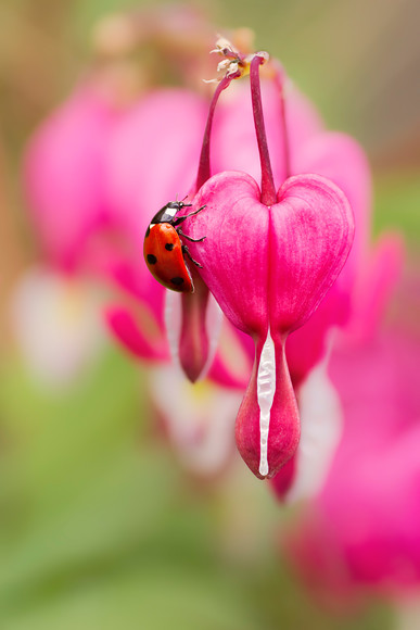 52256 
 A 7 spot ladybird climbing up the heart shaped bud of a Lamprocapnos spectabilis flower. 
 Keywords: ladybird, ladybug, 7 spot, Coccinella 7 punctata, Lamprocapnos spectabilis, dicentra spectabilis, dutchmans breeches, bleeding heart, flowers, bud, garden plant, native, wildlife, insect, beetle, red, black, spots, Perthshire, Scotland, spring, April, nature, animal, antenna, beetle, closeup, coccinella, coleoptera, detail, ecology, elytra, entomology, macro, nature, petal, flower, flora, garden plant, single flower, spring, predominant pink color, red, colour image, coloured background, extreme close up, nature, one animal, romantic, colourful, colorful, outdoors, Scotland