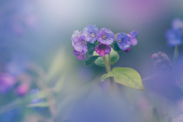 pulmonaria 
 Pulmonaria