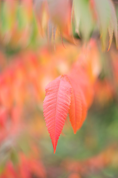 rhus O5A9087 
 Keywords: Countries, Other Keywords, Photography Jargon, Scotland, Seasons, autumn, colour, foliage, garden photography, helios, leaves, m42, rhus, vintage lens