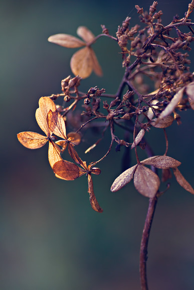 hydrangea-novermber-2 
 Hydrangea flowers fading in autumn 
 Keywords: hydrangea, autumn, flowers, november, Rosie Nixon, Perthshire, Scotland