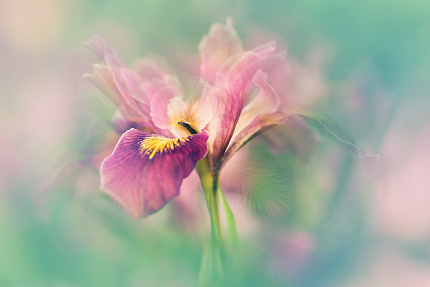 mystical-may-iris-copy 
 Iris flower in May 
 Keywords: iris, pink, may, spring