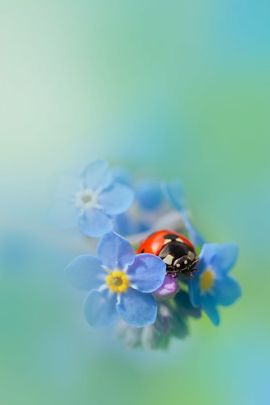 ladybird-(30) 
 A 7 spot ladybird on a forget-me-not/ Myosotis sylvatica flower

© Rosie Nixon
leavesnbloom fine art & photography http://photography.leavesnbloom.com

like my page on facebook - https://www.facebook.com/leavesnbloomphotos 
 Keywords: forget me not, Myosotis sylvatica, ladybird, ladybug, seven spot, Coccinella 7-punctata, animal, antenna, beetle, closeup, coccinella, coleoptera, detail, ecology, elytra, entomology, face, flower, front, looking, insect, macro, nature, petal, flower, flora, garden plant, spring, predominant, color yellow, colour image, coloured background, extreme close up, nature, one animal, vibrant, colourful, colorful, outdoors, Scotland, soft, dreamy, romantic