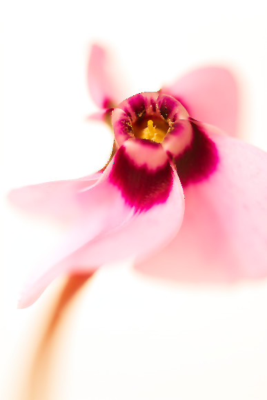 cyclamen-coum-february-flower