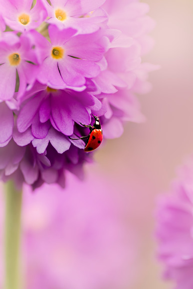 ladybird-on-primula-denticulata-purple 
 a 7 spot ladybird on a Primula denticulata flower 
 Keywords: ladybird, ladybug, seven spot, Coccinella 7-punctata, animal, antenna, beetle, closeup, coccinella, coleoptera, detail, ecology, elytra, entomology, face, flower, front, looking, insect, macro, nature, petal, flower, flora, garden plant, flower, spring, Primula denticulata, predominant purple, red, colour image, coloured background, extreme close up, nature, one animal, vibrant, colourful, colorful, outdoors, Scotland, soft, dreamy, romantic, pastel