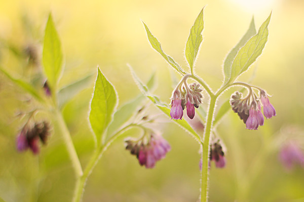 Comfrey at sunset 
 comfrey flowers 
 Keywords: comfrey, wildflowers, natives, rosie nixon, leavesnbloom, golden hour,interior design, wall art, photography, living room, bedroom, lounge, bathroom, ensuite, lobby, hall, vestibule, study, office, sitting room, den, family room, drawing room, foyer, library, sunroom, conservatory