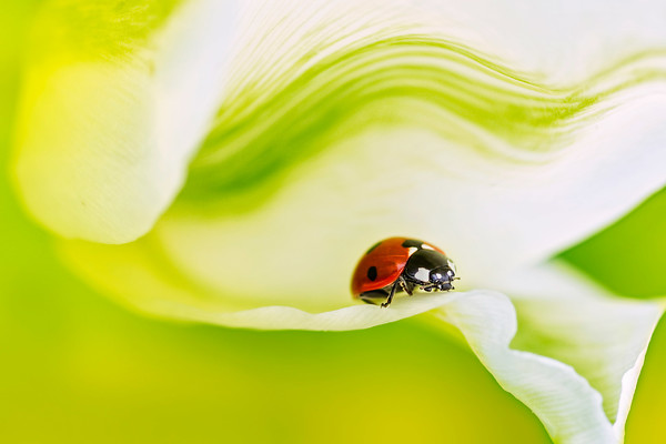 ladybird-(8) 
 a 7 spot ladybird on a Tulip 'Spring Green'

like my page on facebook - https://www.facebook.com/leavesnbloomphotos 
 Keywords: Tulip Spring Green, ladybird, ladybug, seven spot, Coccinella 7-punctata, animal, antenna, beetle, closeup, coccinella, coleoptera, detail, ecology, elytra, entomology, face, flower, front, looking, insect, macro, nature, petal, flower, flora, garden plant, spring, predominant, color yellow, colour image, coloured background, extreme close up, nature, one animal, vibrant, colourful, colorful, outdoors, Scotland, soft, shallow depth of field