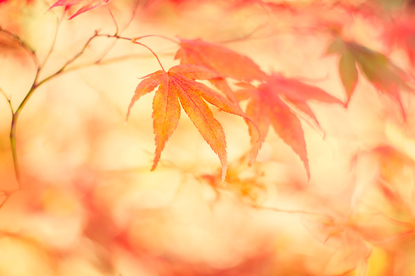 O5A9447 
 Still embracing the beauty of autumn. Maple leaves dressed in hues of pink and red together with sprinkles of shimmering gold. 
 Keywords: Acer, autumn, Battleby, Perthshire, Scotland, foliage, garden photography, fall,leaf, leaves, maple, tree